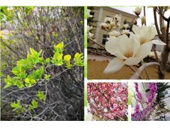 最美人間四月天打卡花園廠區-新鄉市濾清器有限公司